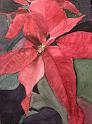 Christmas Flower
